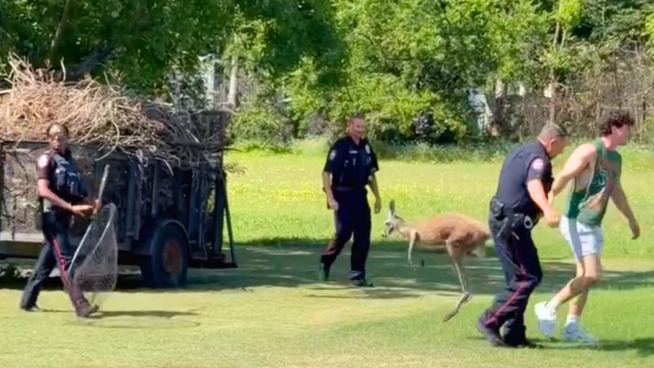 <h3 class="cms-H3-H3">El caso dejó una postal curiosa de Texas </h3>La historia terminó bien:
<b>Bingus volvió al refugio y la policía cerró la mañana con una llamada difícil de superar en el reporte del día. </b>
<br>No fue una emergencia mayor, no fue una tragedia, fue una de esas escenas pequeñas que rompen la rutina y recuerdan que, a veces,
<b>la noticia local no necesita gritar para ser memorable. </b>
<br>En Waco, esta vez,
<b>bastó con un canguro fuera de lugar y varios oficiales tratando de convencerlo de que su paseo había terminado. </b>
<br>Si te encuentras en una situación de emergencia y necesitas ayuda inmediata, llama al 911.
