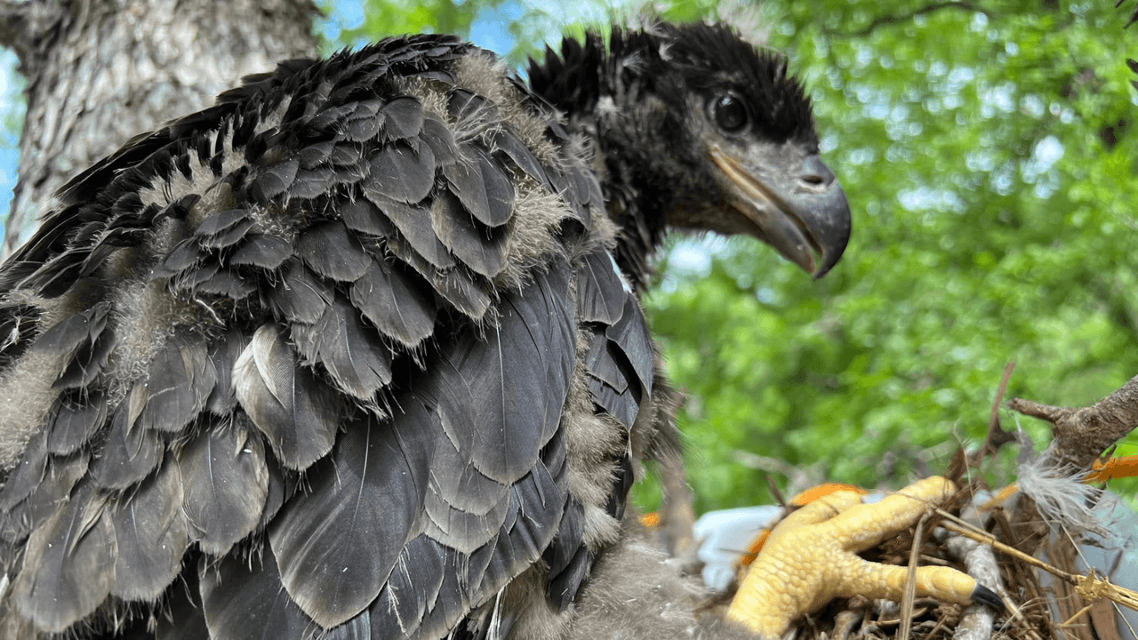 El aguilucho no se quedó solo: la asociación reportó que un águila adulta ya está cuidándolo en su nido.