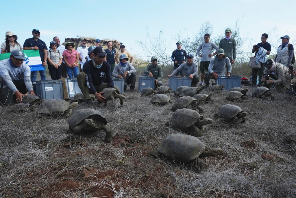Tortugas gigantes juveniles son liberadas en la Isla Floreana como parte de un proyecto para reintroducir la especie a su hábitat nativo en las Islas Galápagos, Ecuador, el viernes 20 de febrero de 2026.