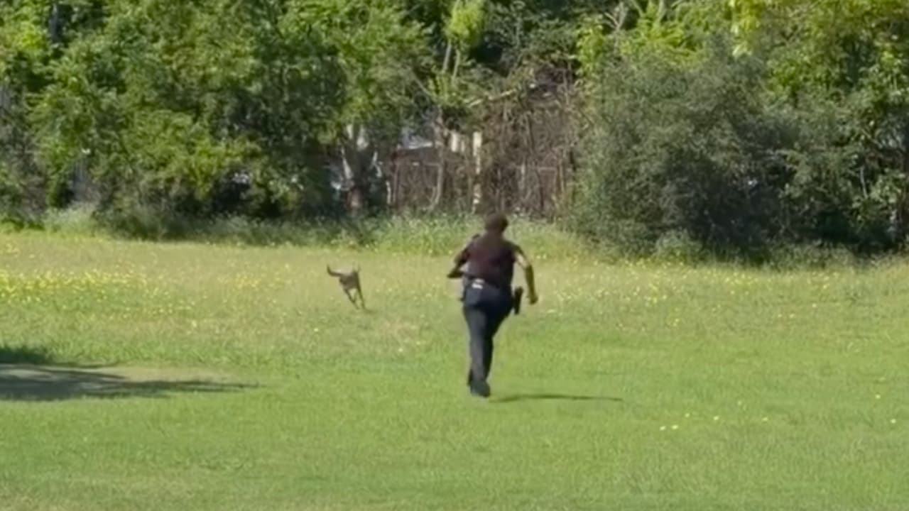 <h3 class="cms-H3-H3">La policía de Waco siguió al canguro</h3> El primer reporte llegó alrededor de las 10 a.m., cuando
<b>las autoridades recibieron una llamada por un marsupial suelto</b> en el área de Alta Vista.
<br>La imagen era difícil de ignorar: no era un perro perdido, no era un venado cruzando una calle, era un canguro, con nombre propio y aparentemente con energía suficiente
<b>para convertir una mañana normal en una escena que pedía video, fotos y risas.</b>
<br>La Policía de Waco compartió el caso en redes sociales y
<b>bromeó con que no fue un patrullaje típico.</b>