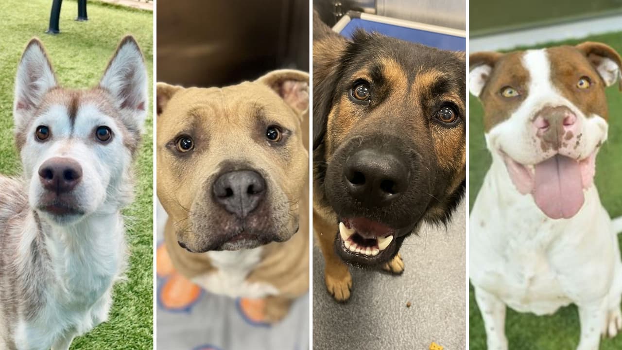 En San Valentín, encuentra el amor en “Late Night Doggie Date Night” adoptando una mascota en Dallas