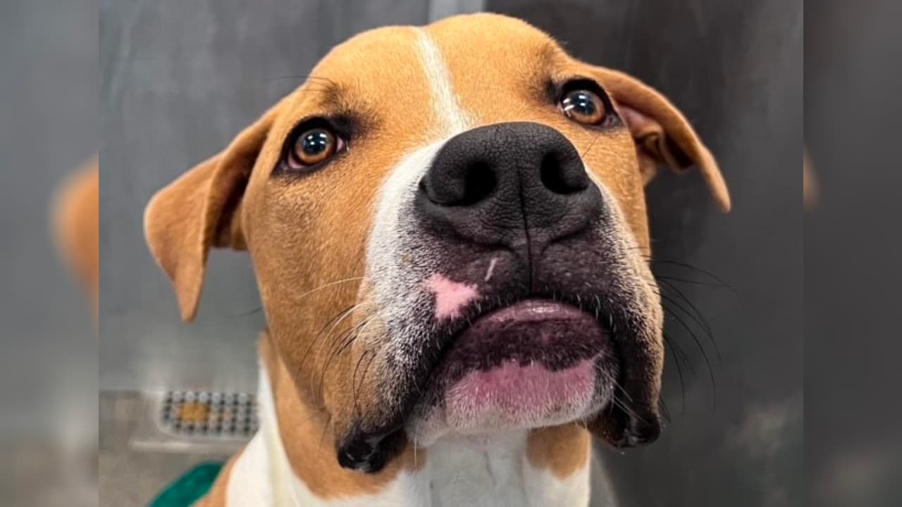 La extraña enfermedad en EEUU que hace toser a los perros y que genera alarma entre veterinarios