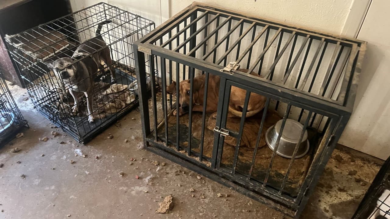 Las imágenes muestran el estado en que encontraron a los perros: hacinados y rodeados de suciedad.