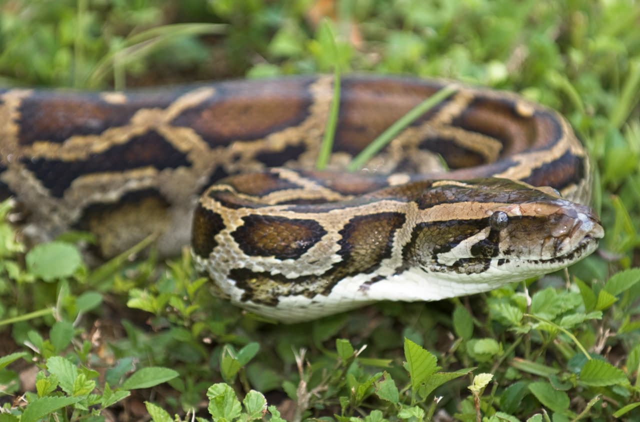 Burmese python