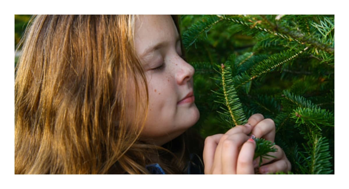 El aroma de la Navidad sí existe, te revelamos cuál es