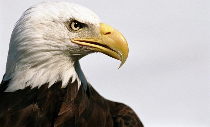 Por qué el águila americana tardó más de 250 años en ser oficialmente reconocida como el ave nacional de EEUU