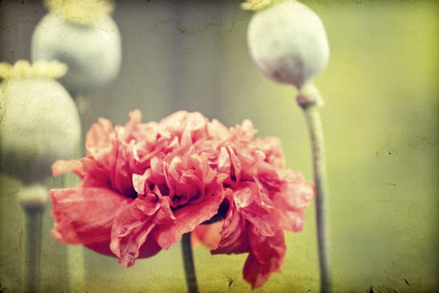 La historia de la morfina y su invención