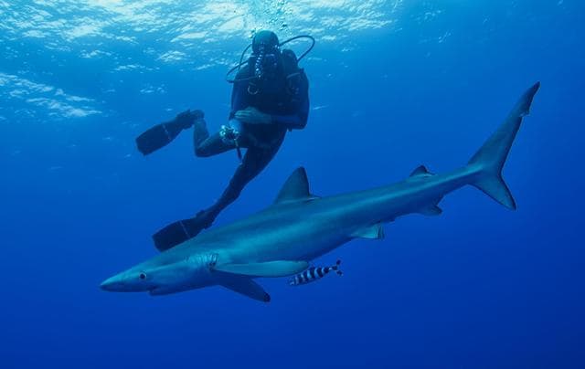 5 extravagantes artefactos e inventos tecnológicos curiosos creados por la CIA