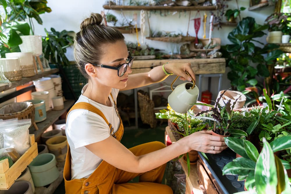 ¿Cómo revivir un palo de Brasil? No todo está perdido si se secó
