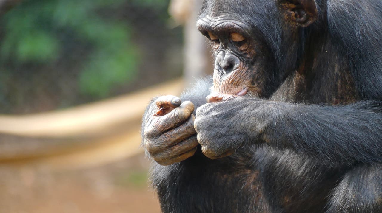 Los chimpancés no son tan tiernos como pensabas: científicos descubren que están en guerra