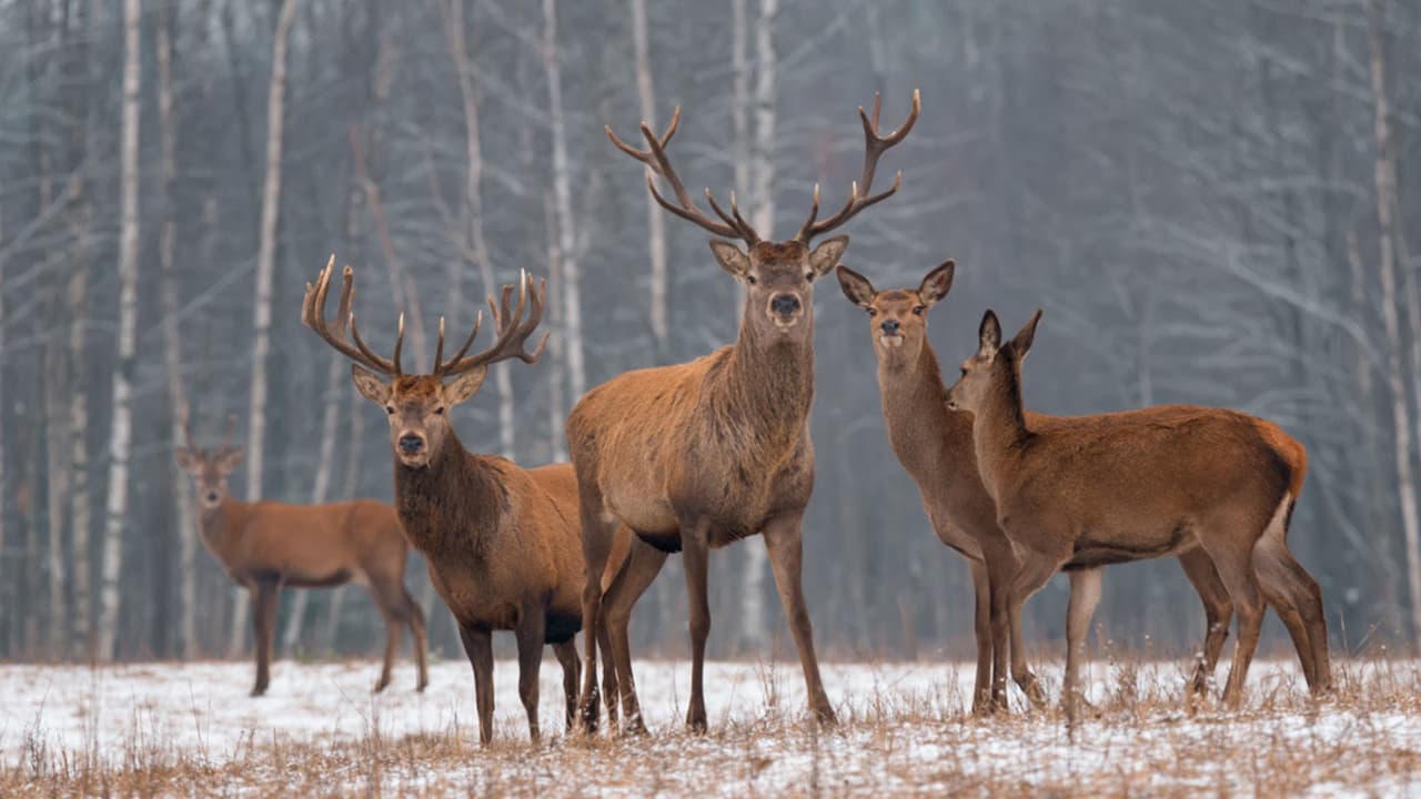 La llaman la «enfermedad del ciervo zombi» y temen que se propague a los humanos: ¿CÓMO?