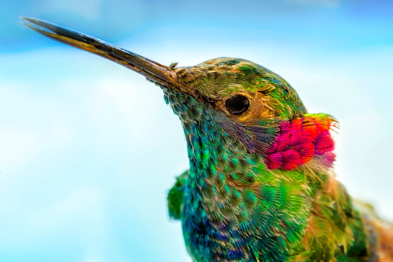¿Te ha visitado un colibrí? Significa que el alma de un ser amado te visitó (y otras leyendas)