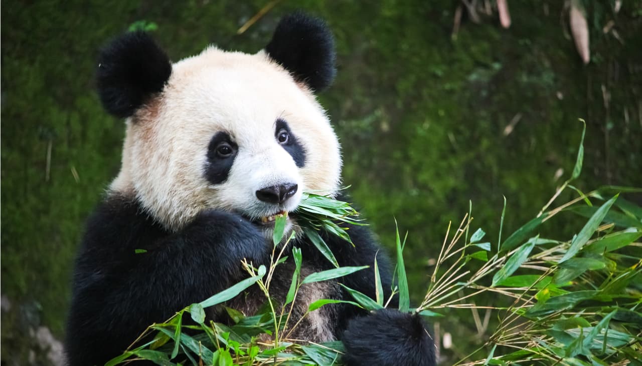 7 animales que son letales, aunque tengan linda apariencia: podrían matarte fácilmente