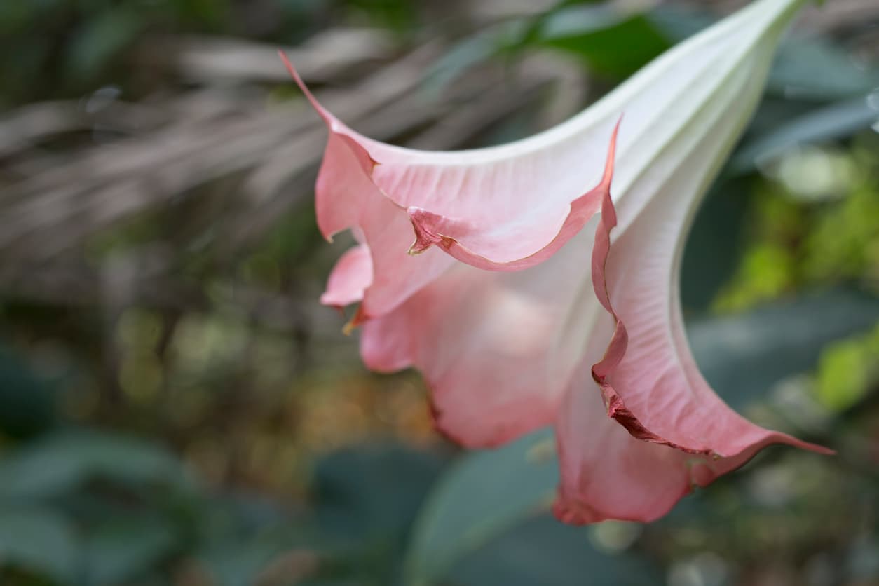 Una tiktoker puso en peligro su vida por oler una flor: por qué tienes que evitarla