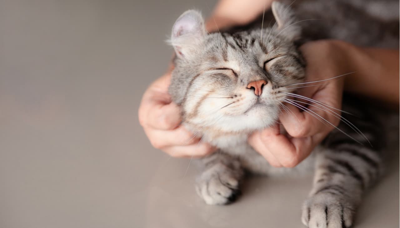 Cómo lograr que tu gatito deje tus plantas en paz: un truco que no lo lastima