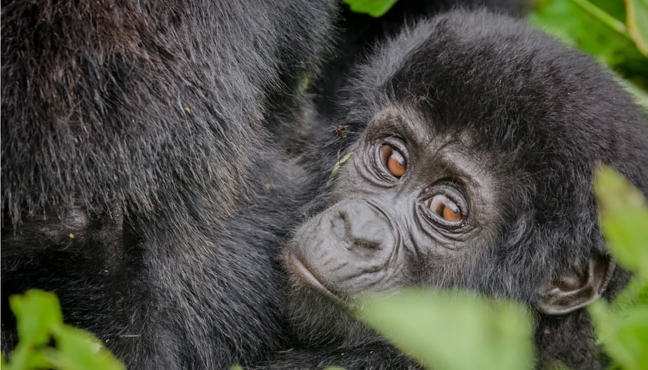 Un gorila robot se infiltró en una manada: te contamos cómo lo adoptaron y los descubrimientos