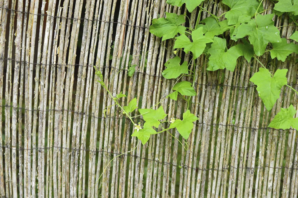 5 usos de la homeopatía para las contracturas