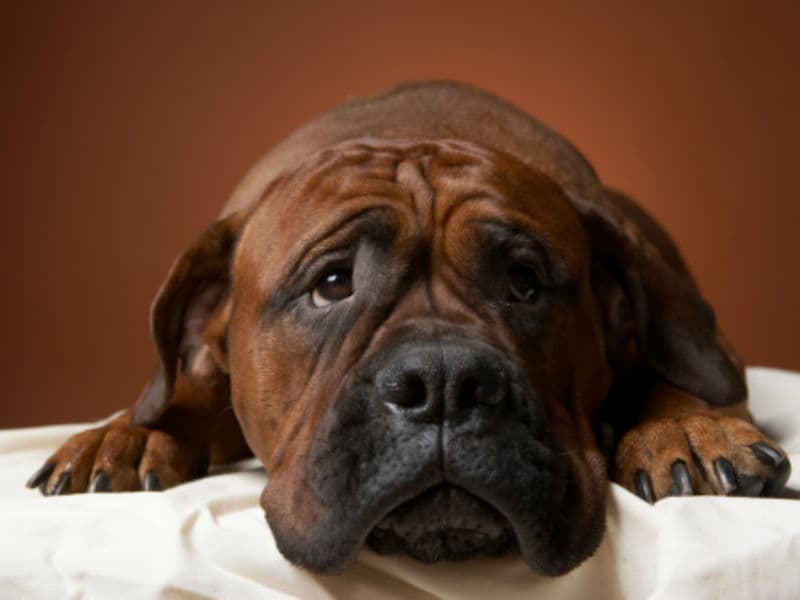 ¿Está bien darle los restos de comida a las mascotas?