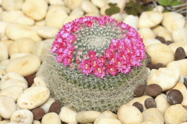 ¿Cómo hacer un terrario de suculentas?