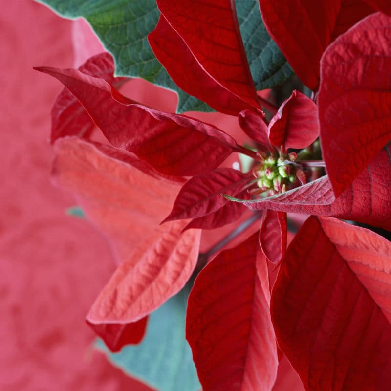 Estos son los cuidados que debes tener con las nochebuenas