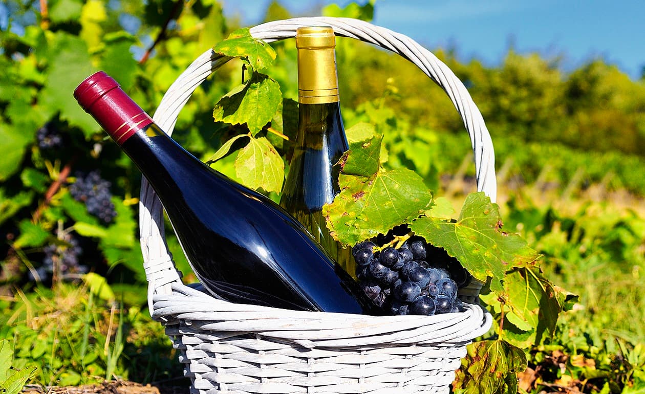 Características del vino Beaujolais Nouveau