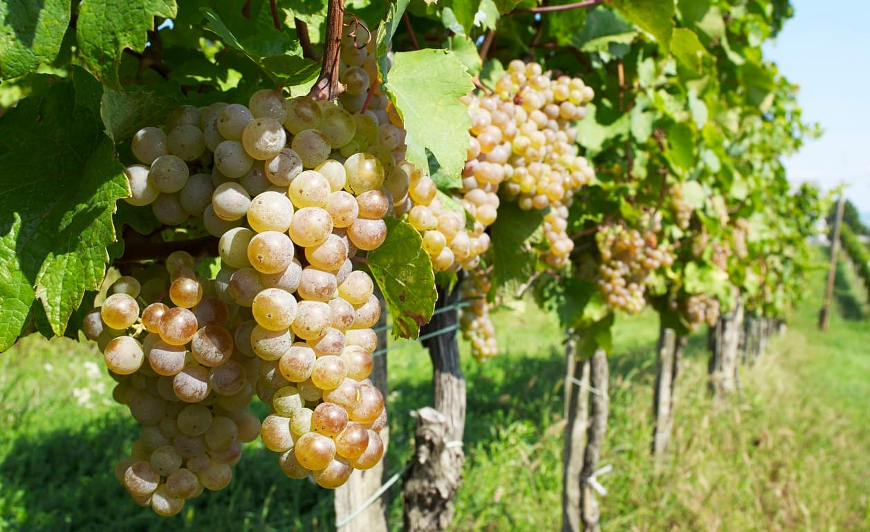 Las 10 regiones vitivinícolas más conocidas del mundo (II)