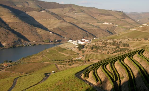Los mejores vinos portugueses