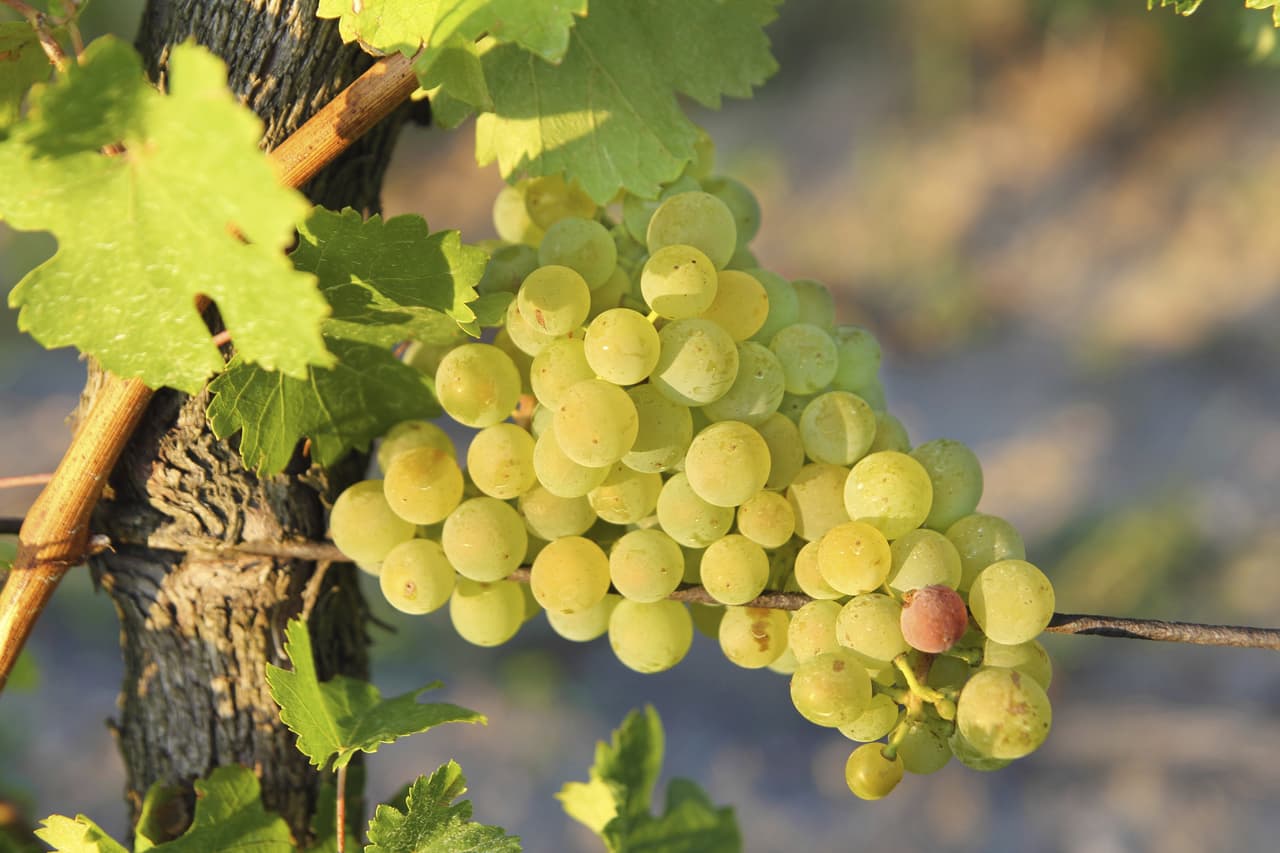 ¿Qué es el Armañac?