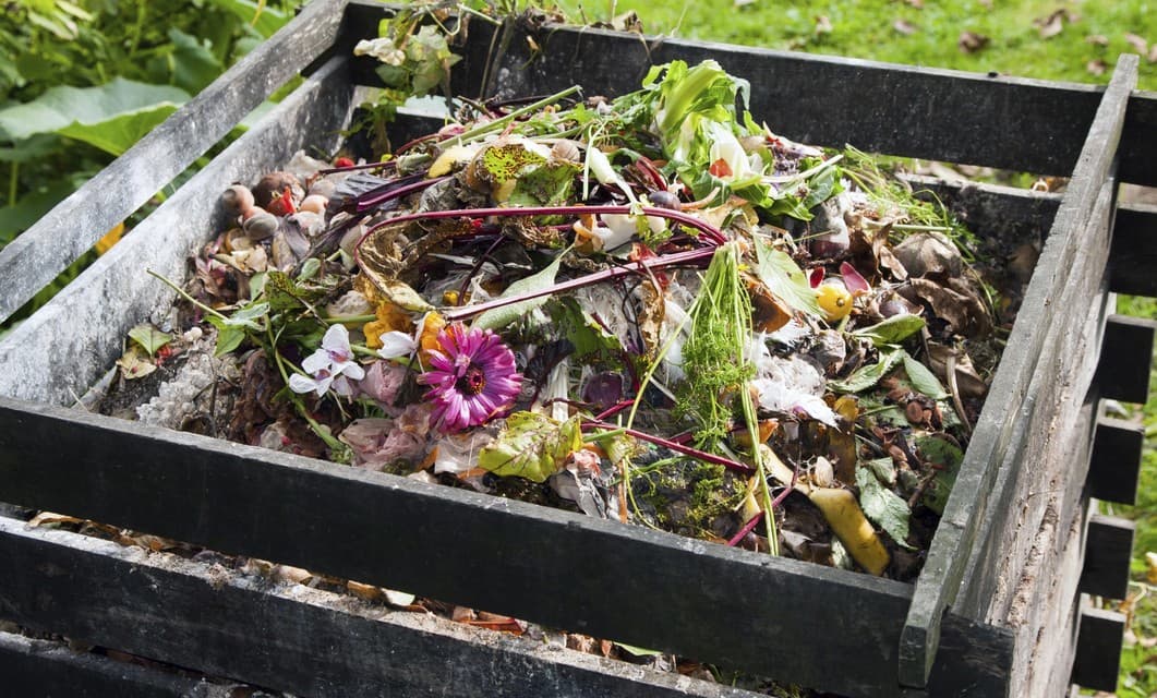 5 errores que pueden arruinar tu jardín de vegetales