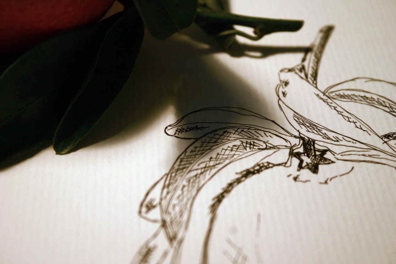 Dibujos para colorear de frutas y verduras