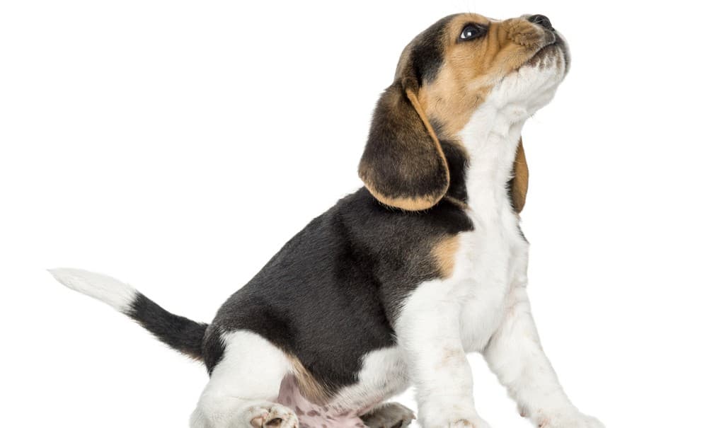 El aterrador y cruel método utilizado por los antiguos griegos para escoger un cachorro y nombrarlo