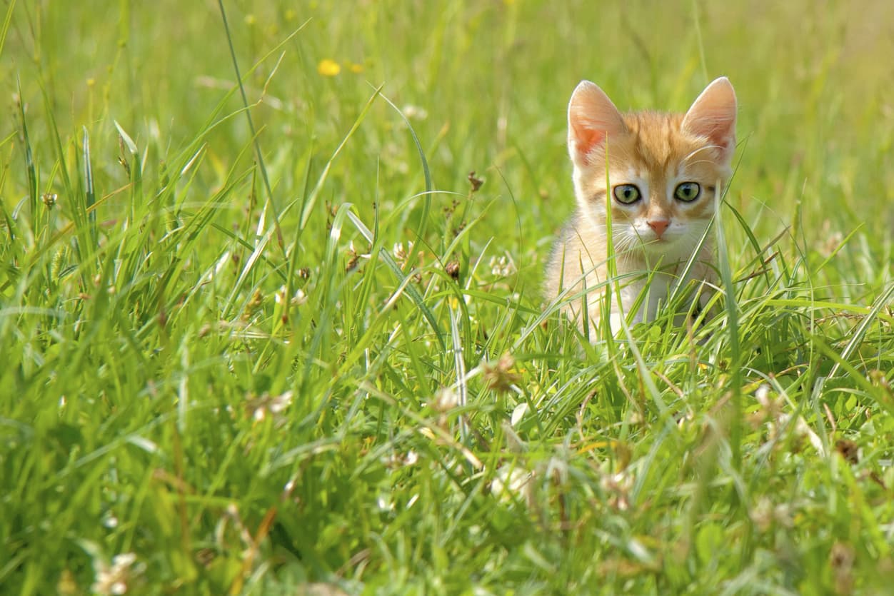 Cómo ir de excursión con tu gato