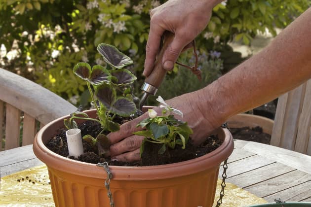 Siembra tus propias plantas en 4 sencillos pasos