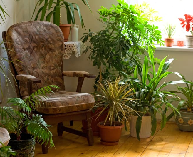 Plantas de interior para casas rústicas