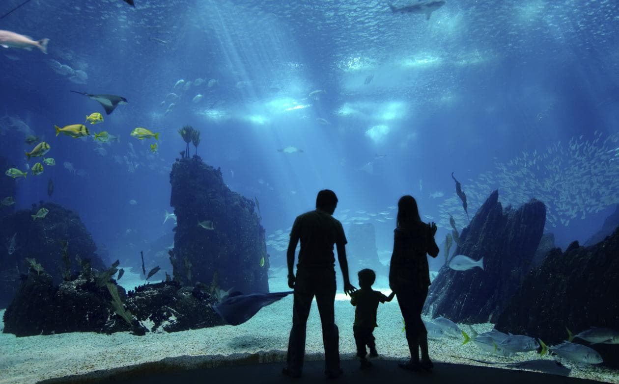 Los mejores acuarios del mundo