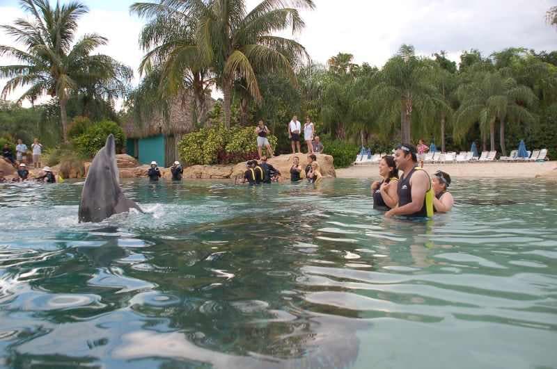 Los mejores destinos para nadar con delfines