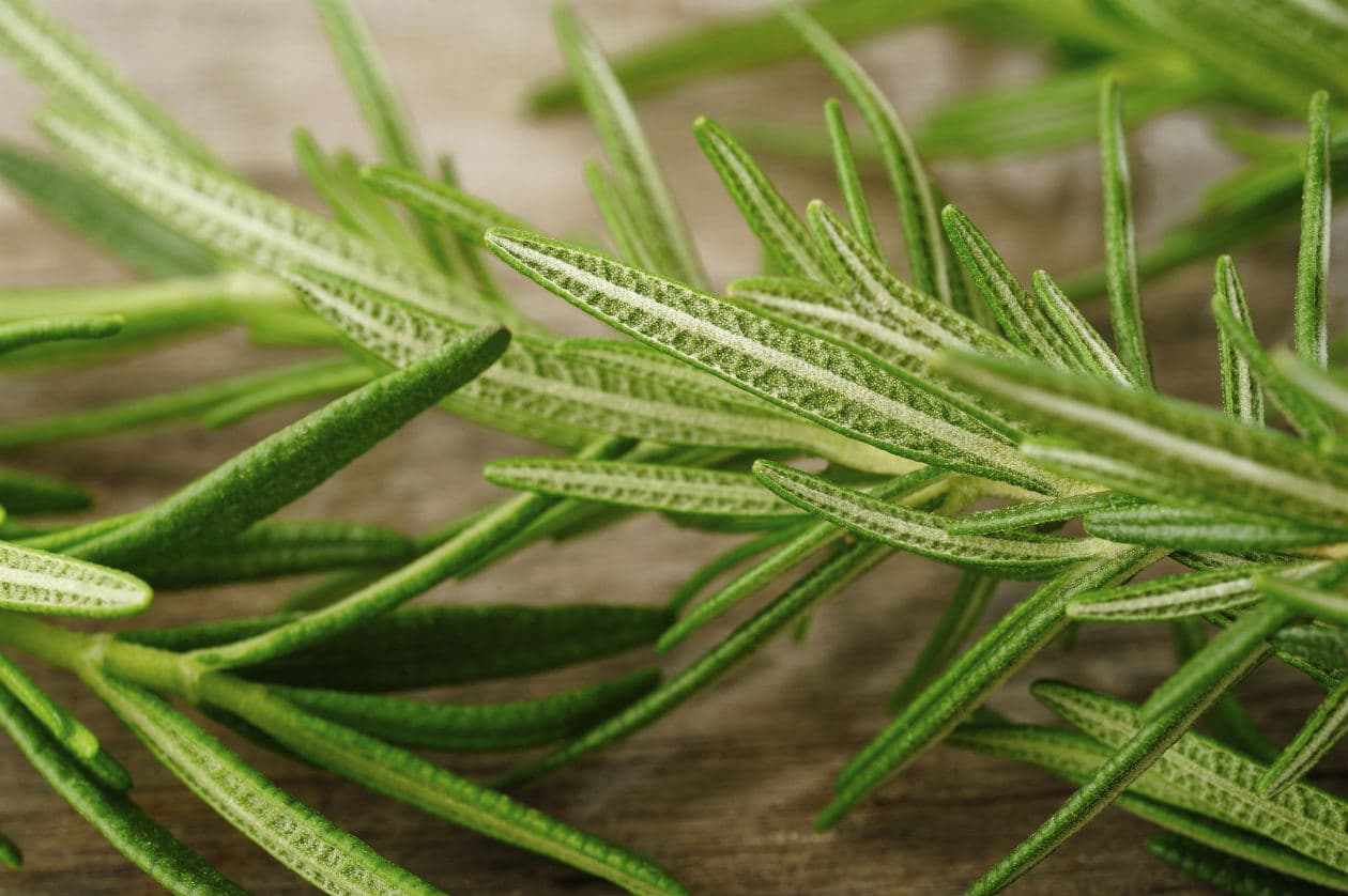 Cómo hacer alcohol de romero