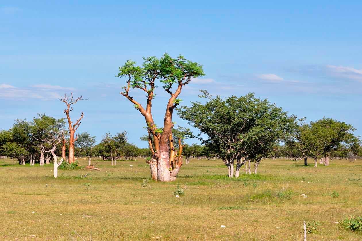 ¿Por qué es saludable beber té de moringa?