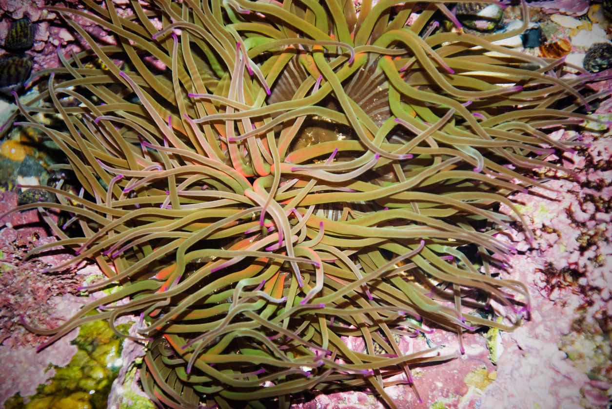 Propiedades estéticas de las algas marinas