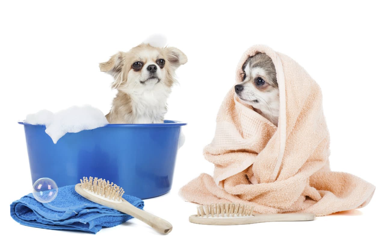 Receta de shampoo natural para mascotas