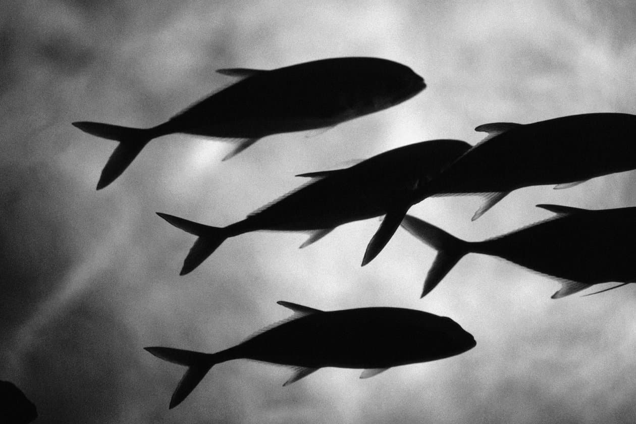 Un grupo de peces podría salir del agua y empezar a caminar en cualquier momento, ¿los conoces?