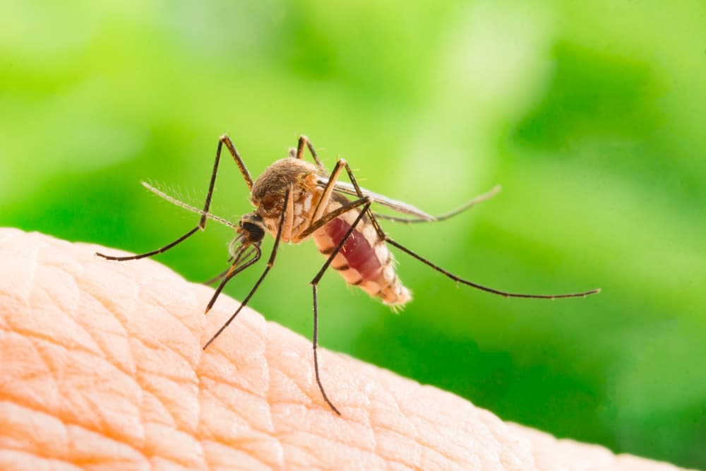 7 razones por las que los mosquitos te pican más que a otros: no es por ser muy dulce