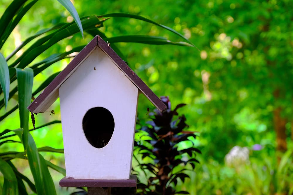 Cómo construir pajareras para las aves que visitan tu hogar