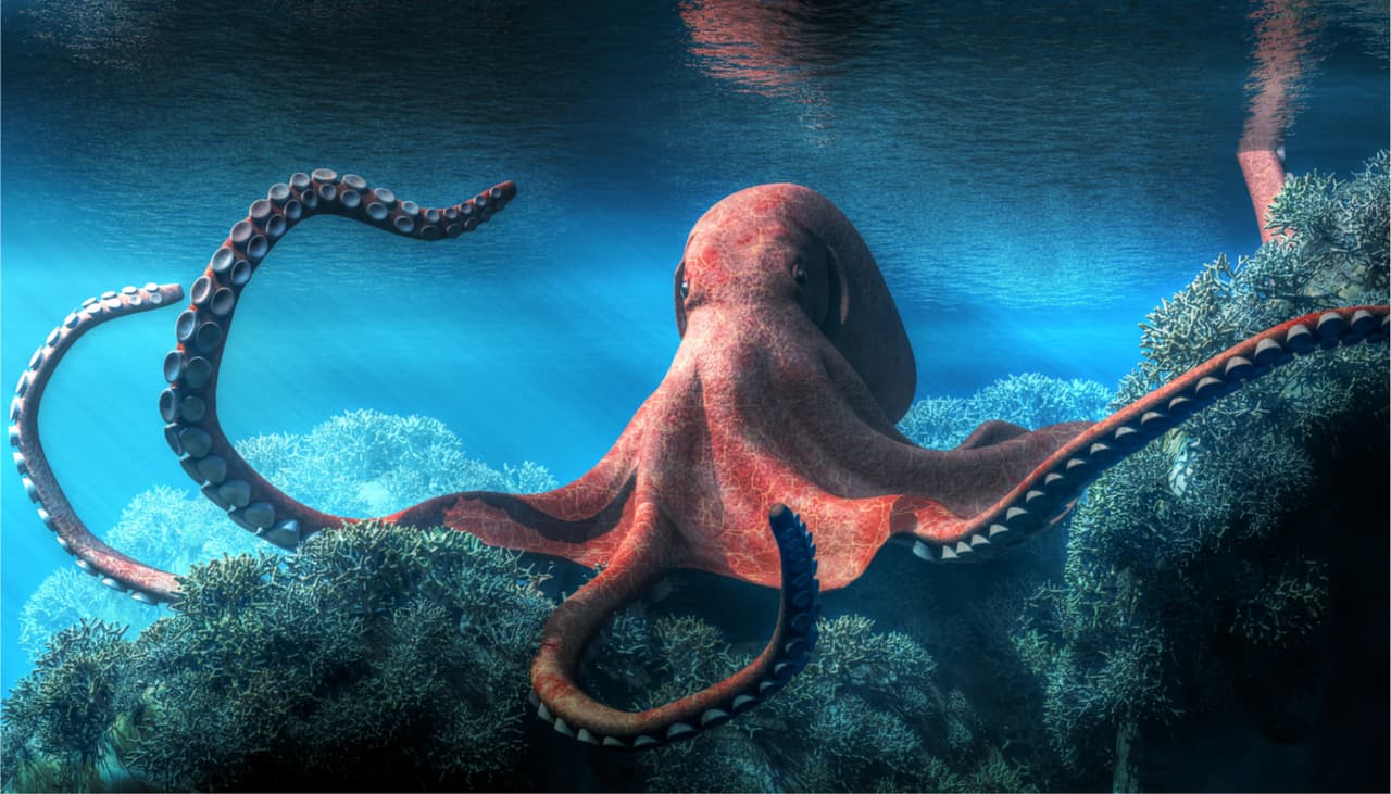 Los pulpos tienen la costumbre de golpear peces: no es para hacernos reír, te explicamos la razón