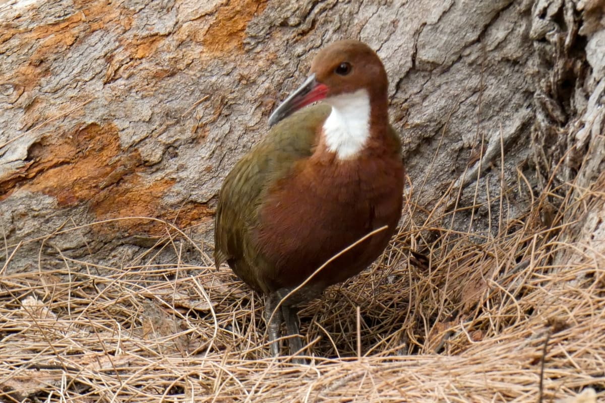 Una extraña ave reapareció después de miles de años de creerse extinta: así regresó a la vida