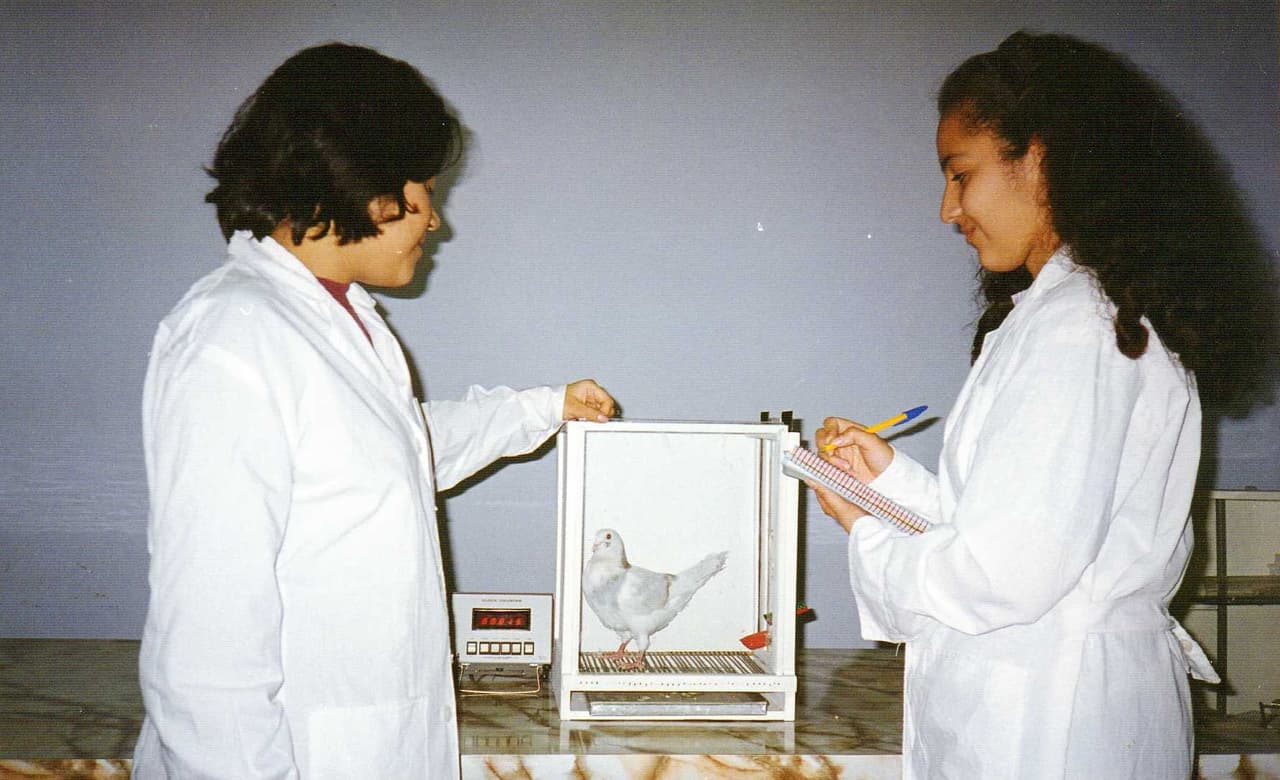 El experimento de Skinner que puede explicar nuestra adicción a Clash Royale