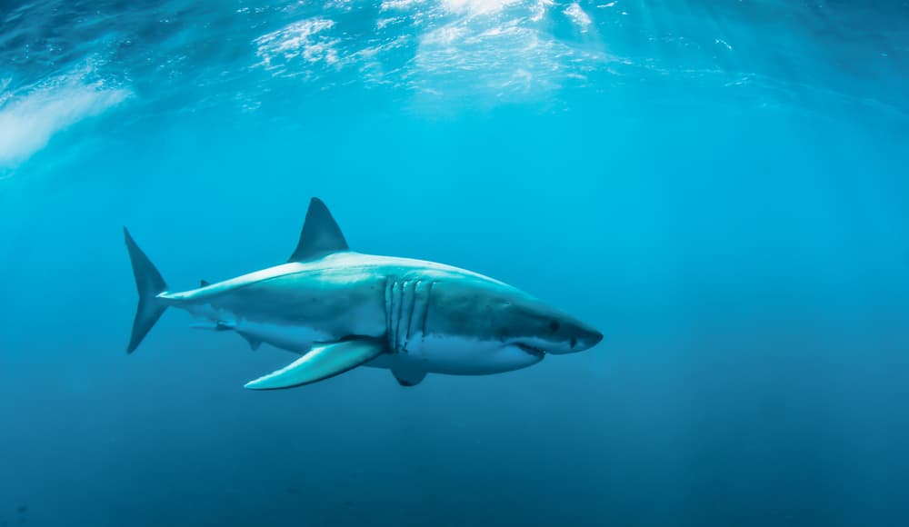 Hay una temible criatura en el océano que asusta a los tiburones blancos
