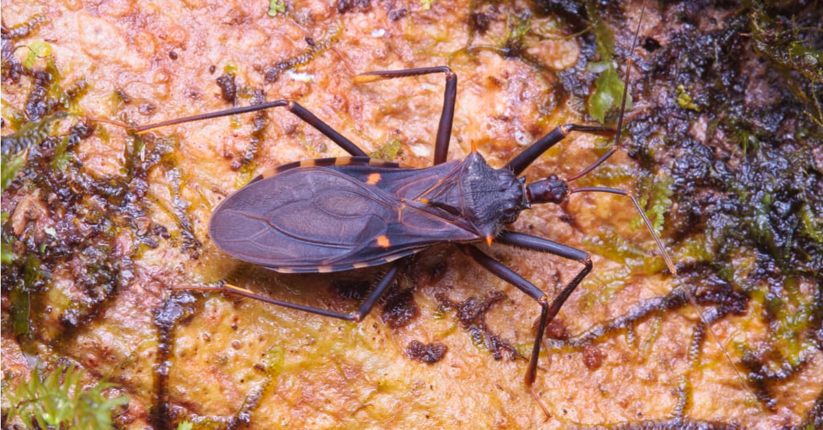 ¿Sabés todo lo que deberías sobre el Mal de Chagas?